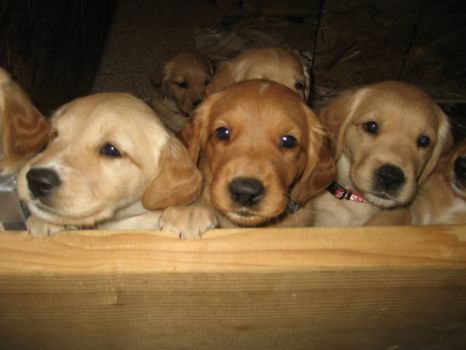 Chayse's puppies