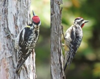 New visitor: Yellow-Bellied Sapsucker male