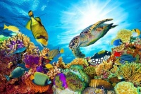 &quot;Among the Reef&quot;