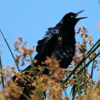 Great-tailed Grackle Male, North Shore 3 Trail, San Diego, California