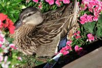 Female Mallard Nesting
