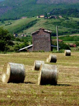 tuscan hay