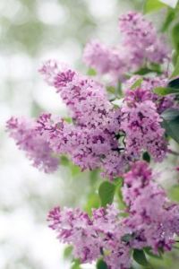 Lilac Flowers (Apr17P34)
