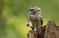 Spotted Owlet by Nisha Purushothaman