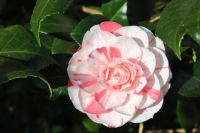 Stripey Camellia