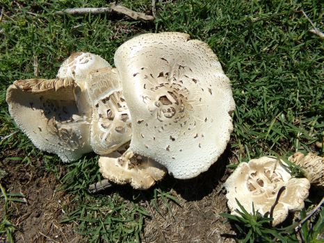 Mushrooms in the Park