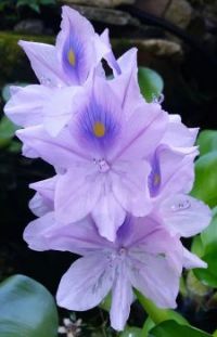 light purple clematis