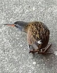 Virginia Rail