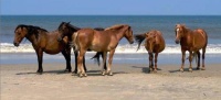 Spanish Horses