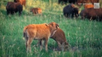 Spring in South Dakota! "Cinnamon Calves" in the Black Hills! 2 of 2
