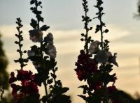 Sunset flowers