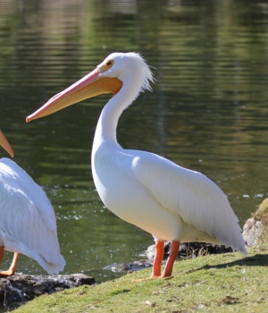 White Pelican, Santee Lakes, Santee, California