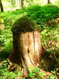 A tree stump, with 'hair' (mosses) at the top