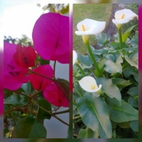 Happiness is...My Garden,  Bougainvillea  and Calla Lilies.