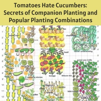 Solve Companion planting jigsaw puzzle online with 182 pieces