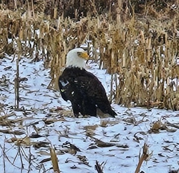 Solve Eagle in Corn Field jigsaw puzzle online with 49 pieces