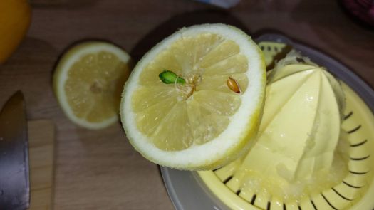 Lemon with tiny lemontree