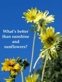Sunshine and sunflowers