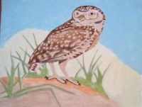 547 Burrowing owl