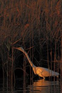 Egret - Hunting at Sunrise - Narrabeen Lake