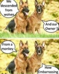 Wolves and monkeys :-)