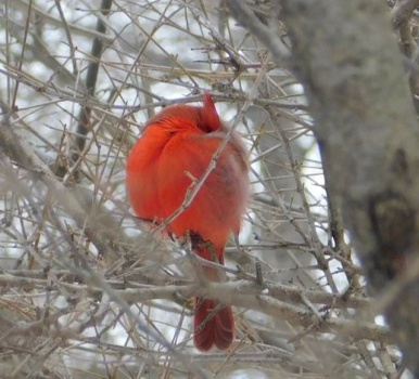 Cardinal in Central Park
