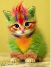 Colorful Kitty <3