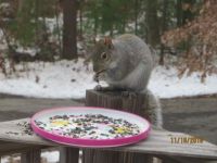 Squirrel Visits for Dinner