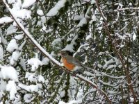 Robin adding color to snowy landscape