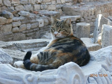 Ephesus Cat 1