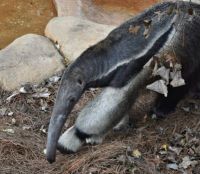 brevard zoo