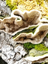 Cerrena_unicolor_235441986