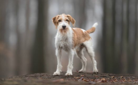 Carlo - Kromforhländer