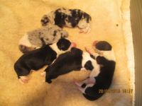 We are brand new - Baylee's last litter.