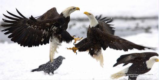 Bald Eagles fighting over a salmon, Alaska