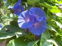 Morning glories and bumble bee
