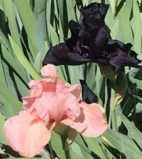 Coral and Black Iris