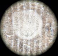 horn coral cross (transverse) section