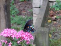 Blue monarch butterfly