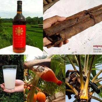 What is coconut wine picture