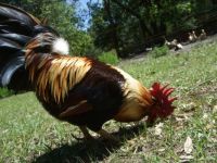 Pet Rooster