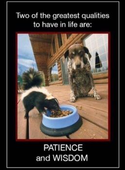 Wise dog!