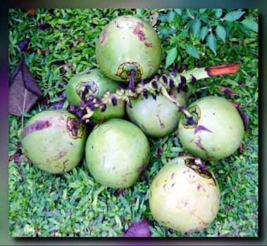 A cluster of young coconut