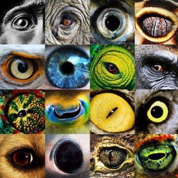 Amazing Things in the World - Animal Eyes