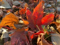 Fall leaves Will Dirks Nov. 20022