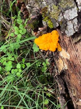 Witches Butter by Steve Roddy
