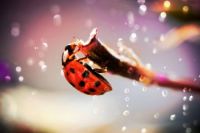 LADYBUG FOR MY DEAR FRIEND ANN, AKA MAMACITA'