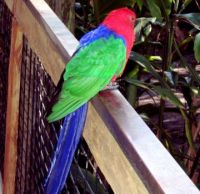 Brightly colored bird at zoo