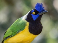 Inca Jay