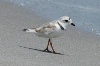 Piping Plover IMG_8424